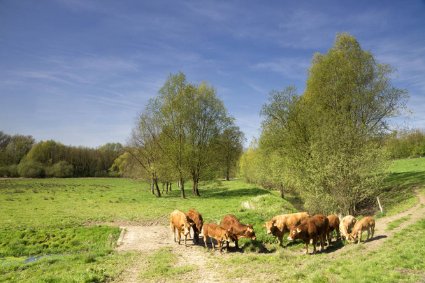 Vacas en el valle de Geleenbeek
 - Foto, imagen