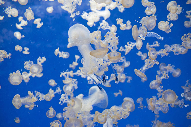 Белая медуза, также известная как австралийская пятнистая медуза
 - Фото, изображение