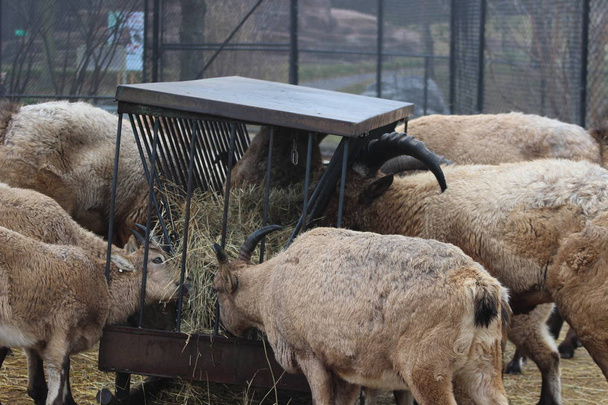 Nyugat-kaukázusi kecske kecske - Fotó, kép