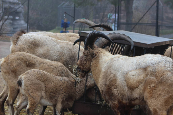 Nyugat-kaukázusi kecske kecske - Fotó, kép