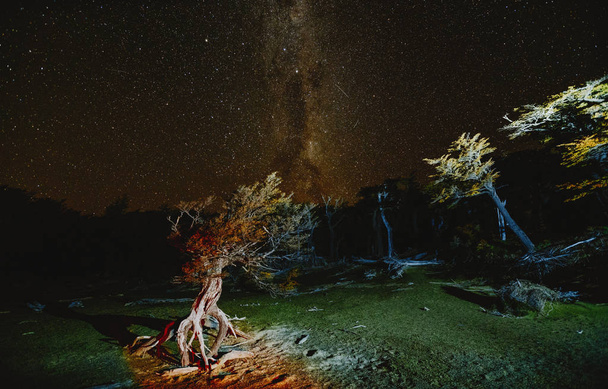 Näkymä puuhun ja Linnunradalle kansallispuistossa Los Glaciares yöllä. Syksy Patagoniassa, Argentiinan puolella
 - Valokuva, kuva