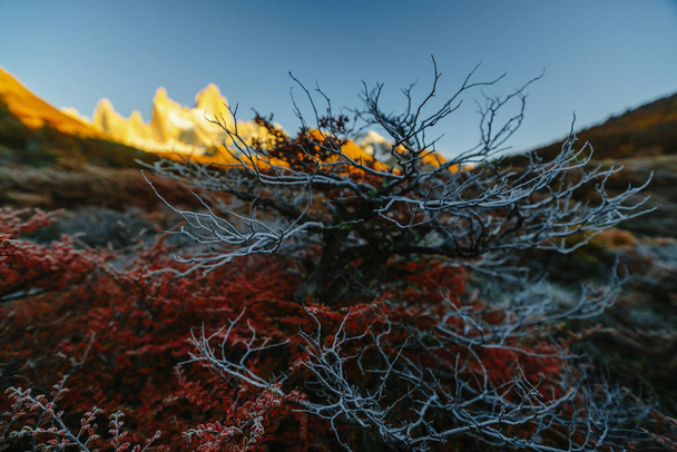 Syksy Patagonia ja pensas peitetty hamsteri. Argentiinan osa
 - Valokuva, kuva