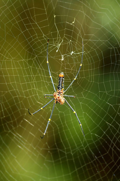 Aranha de seda Nephila na floresta tropical de Sinharaja Floresta do Sri Lanka
 - Foto, Imagem