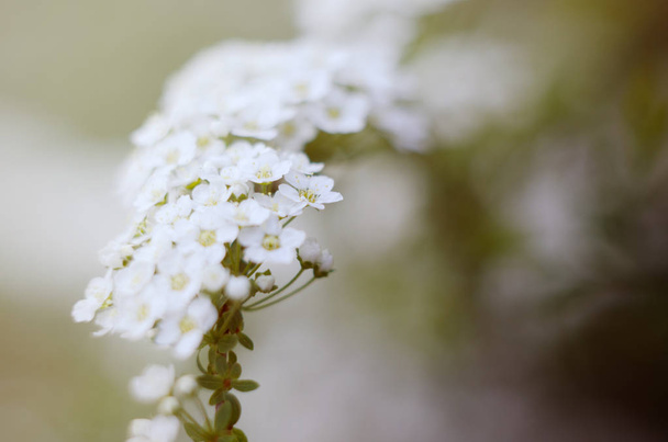 ソフト ホワイト シモツケ、ブッシュのクロマツ クロマツ シモツケの画像をすぐに焦点を当てた。美しい花の背景. - 写真・画像