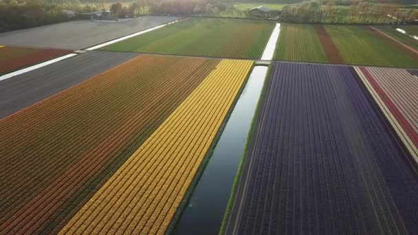 Veduta aerea dei campi di fiori colorati in primavera a Lisse Paesi Bassi
 - Filmati, video