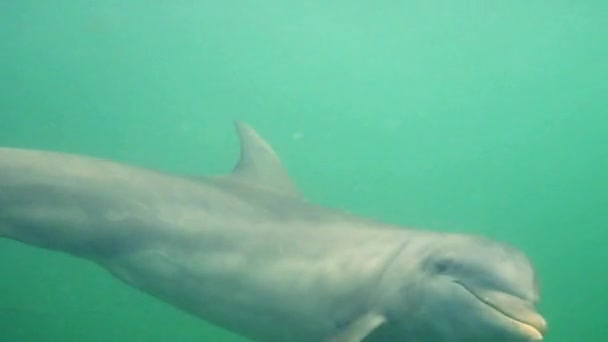 Cute dolphin swimming under water - Footage, Video