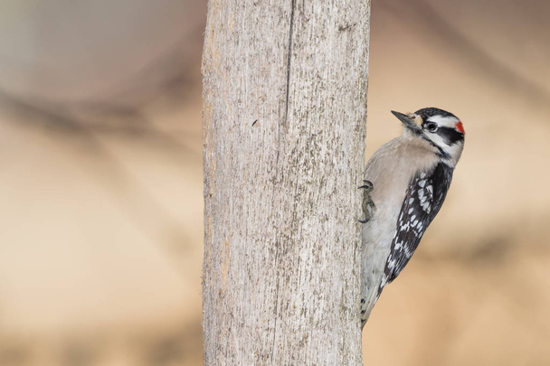 Downy woodpecker hanging onto a wood fence post - Photo, Image
