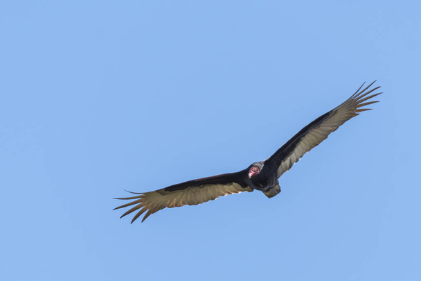 Turquie Vulture en vol
 - Photo, image