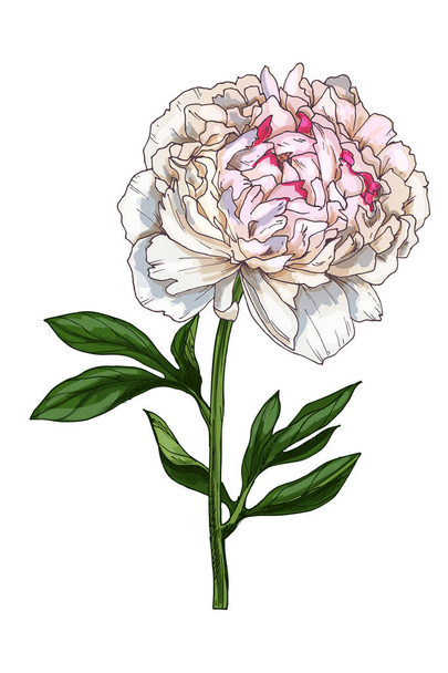 Hand-drawn illustration of gentle peony flower isolated on white background. A large bud on a stem with green leaves. Botanical floral elements for your design. - Фото, зображення