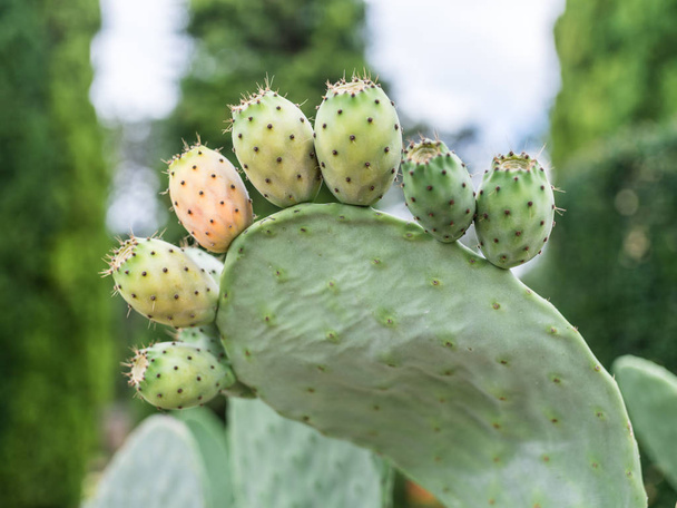 Prickly pear or opuntia plant close -up.  - Foto, immagini