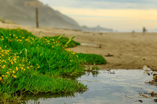 Puddles rannalla sumuinen iltapäivällä Stinson Beach Calif
 - Valokuva, kuva