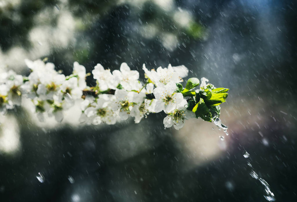 Chuva de primavera no jardim
 - Foto, Imagem