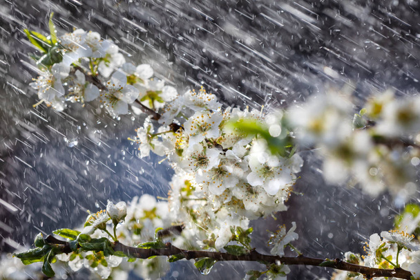 Весняний дощ в саду
 - Фото, зображення