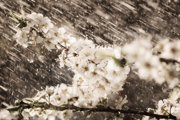 Весенний дождь в саду
 - Фото, изображение