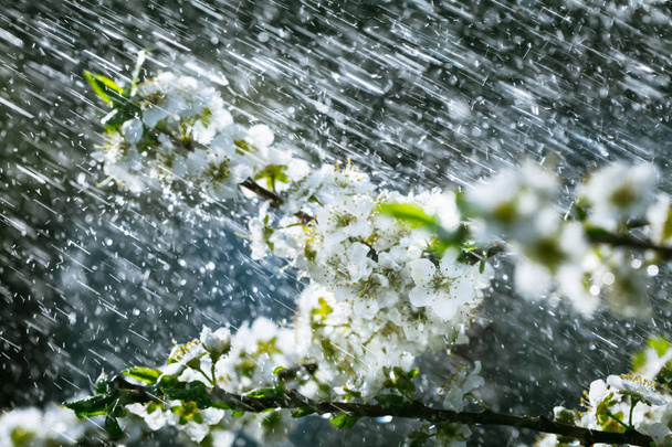 Pioggia primaverile in giardino
 - Foto, immagini
