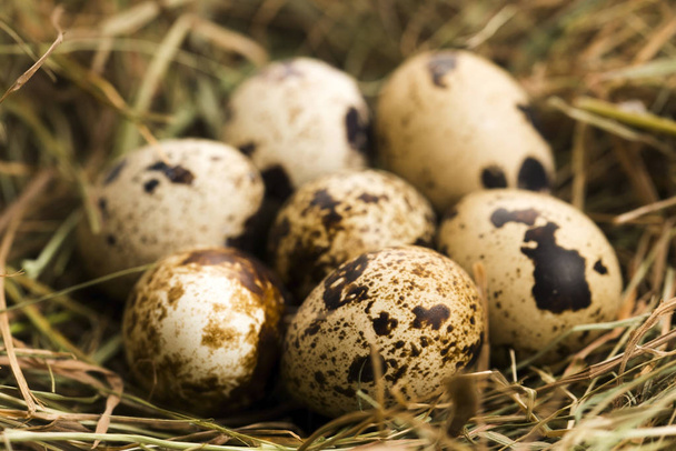 Quails eggs. delicious food - Photo, image