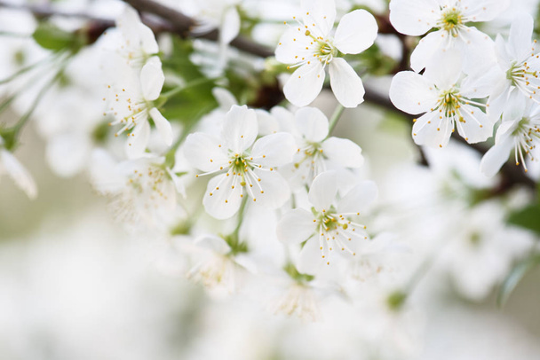 Cherry flowers frame - Фото, зображення