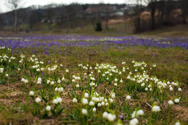 Mezők a virágzó hóvirág és Kárpáti virágok. Csodálatos szabadb - Fotó, kép