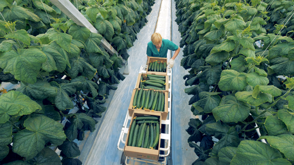 Een tuinman zoekt komkommers in een kas. 4k. - Video