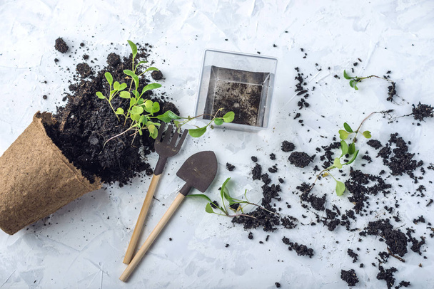 Pot met grond en spruiten van groene planten bloemen op concrete achtergrond. Het concept van kweken en tuinieren, thuis. - Foto, afbeelding