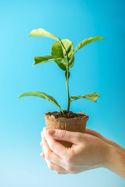 Sprout of new green tree in soil in human hands on blue background. The concept of environmental protection. Caring for trees on earth day - Photo, Image