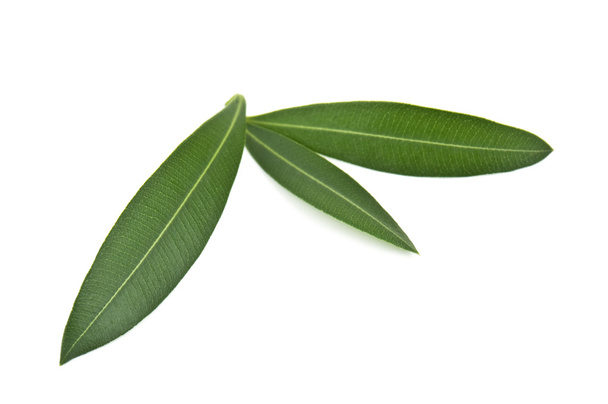 Оливкових листя
 - Фото, зображення