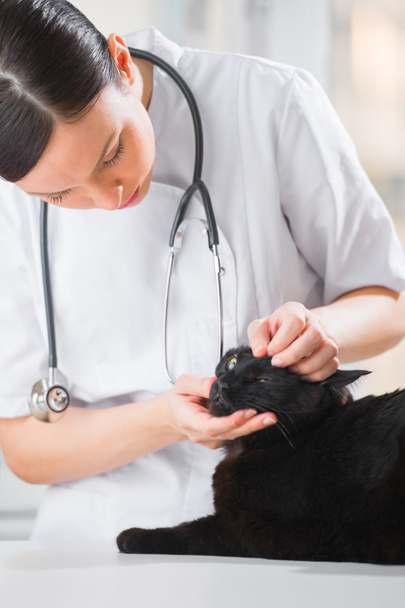 Tierarzt untersucht Augen einer Katze während einer Untersuchung bei clin - Foto, Bild