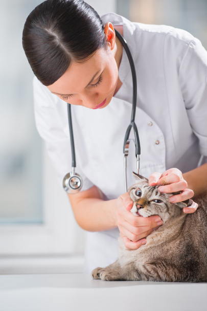 Veterinarian examining eyes of a cat while doing checkup at clin - Photo, image