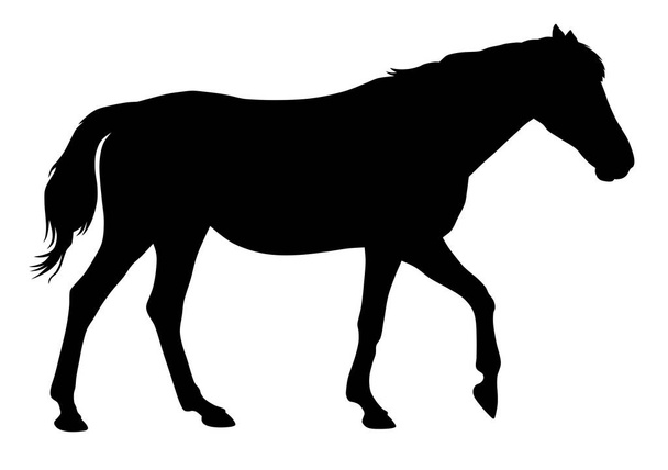 Horse - Vector, imagen