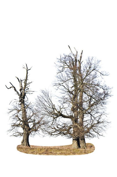 çirkin ağaçlar - Fotoğraf, Görsel