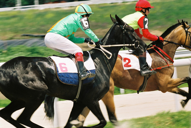 Horse race. - Photo, Image