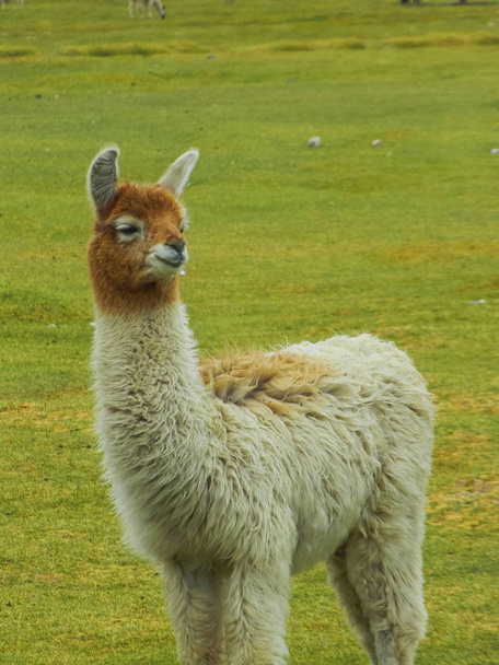 Close up Portrait of an alpaca in bolivia - Photo, Image