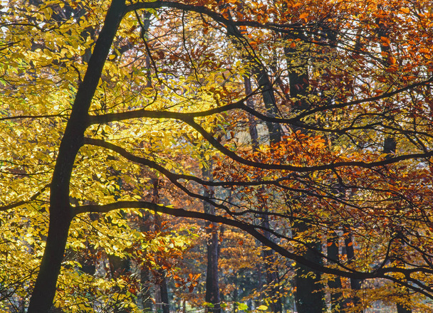 秋の森 - 写真・画像