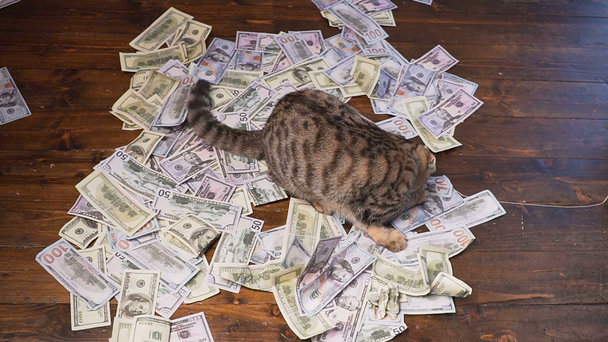 Kitty om te jagen voor dollars. Kunstmatige muis van 100 dollarbiljetten. - Video