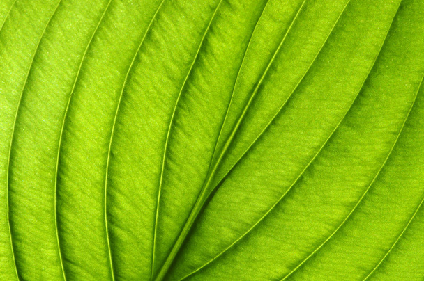  green leaf texture - Photo, Image