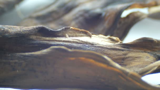 Verwende droge zwarte banaan huid op een witte achtergrond macro close-up - Video