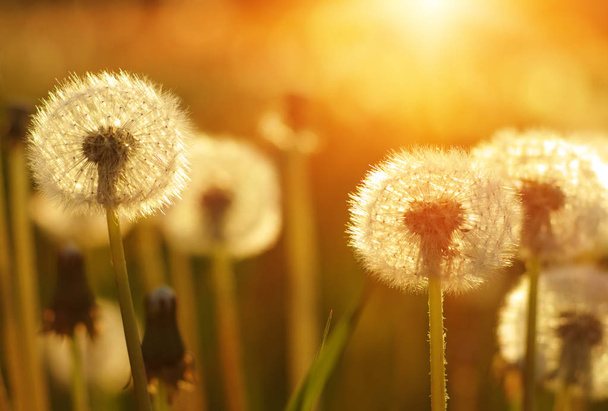 dandelions in the sun  - Photo, Image