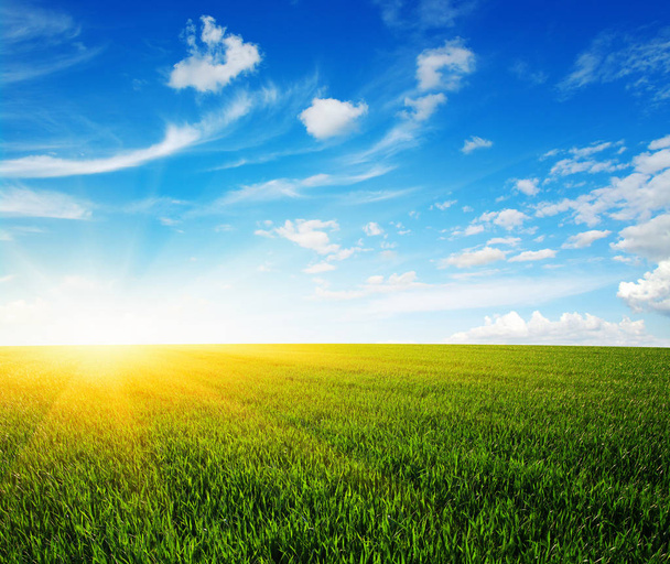 field and sun - Фото, изображение