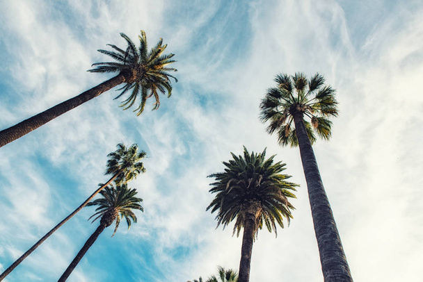 California palm trees in vintage style. - Photo, Image