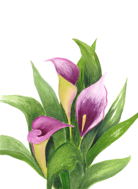 Calla Lily isolated on white background. Watercolor illustration of bouquet. Purple flowers and green leaves. Botanical realistic art. For wedding invitations and holiday cards. - Photo, Image