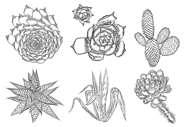 Drawing cactus set. Succulent bouquets elements for invitations, - Vektor, kép