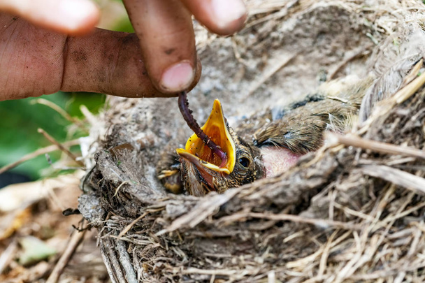 野生の赤ちゃん鳥の巣を給餌 - 写真・画像