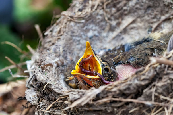 Životní hnízdo s mláďata v přírodě - Fotografie, Obrázek
