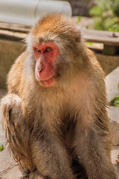 The Jigokudani Monkey Park is a great Place to see Monkeys in Ja - Foto, imagen