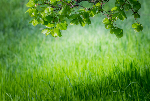Spring wallpaper.view von close-up grünem Gras und frischen Blättern auf einem Zweig bei Sonnenlicht. Hintergrund mit Kopierraum. Ökologie und Naturkonzept. Selektiver Fokus. - Foto, Bild