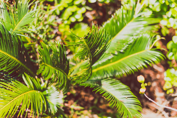 exotic subtropical palm trees detail - 写真・画像