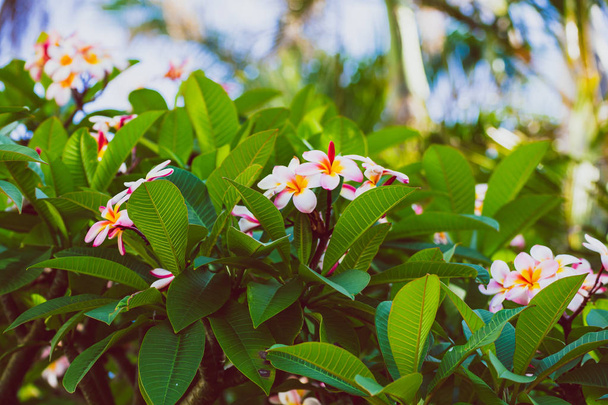 frangipani plants with vibrant colors and flowers in subtropical climate, shot in Queensland Australia - Photo, Image
