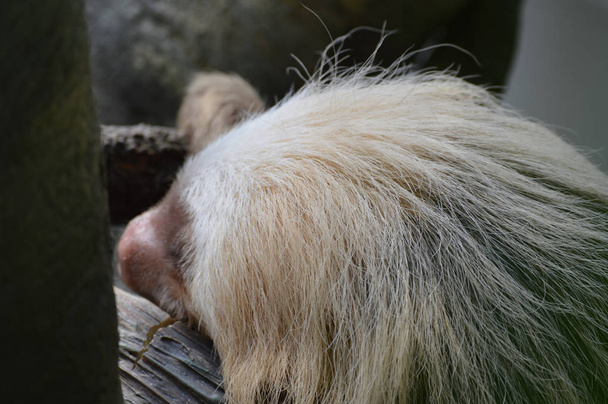 Ağacı içinde uyuyan bir tembel hayvan - Fotoğraf, Görsel