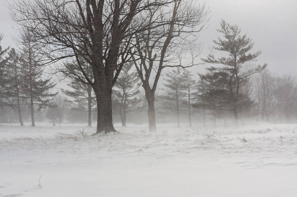 Χιόνι που υπάγονται σε μια θυελλώδη, άχρωμο ημέρα το χειμώνα. - Φωτογραφία, εικόνα