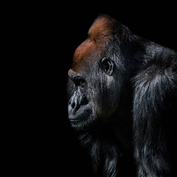 Retrato del poderoso gorila africano macho alfa en guardia
 - Foto, Imagen